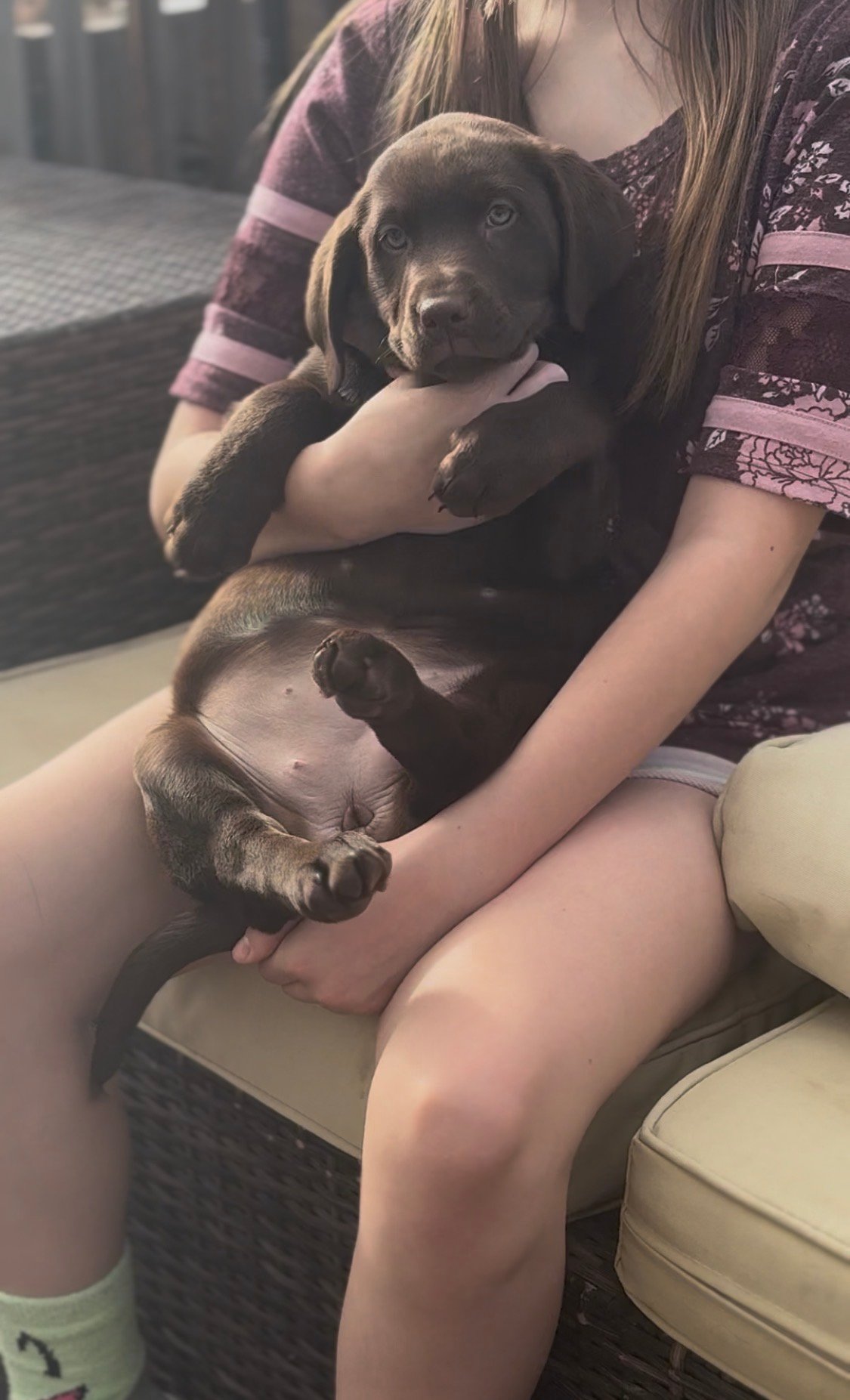 Cornwell Labrador puppies