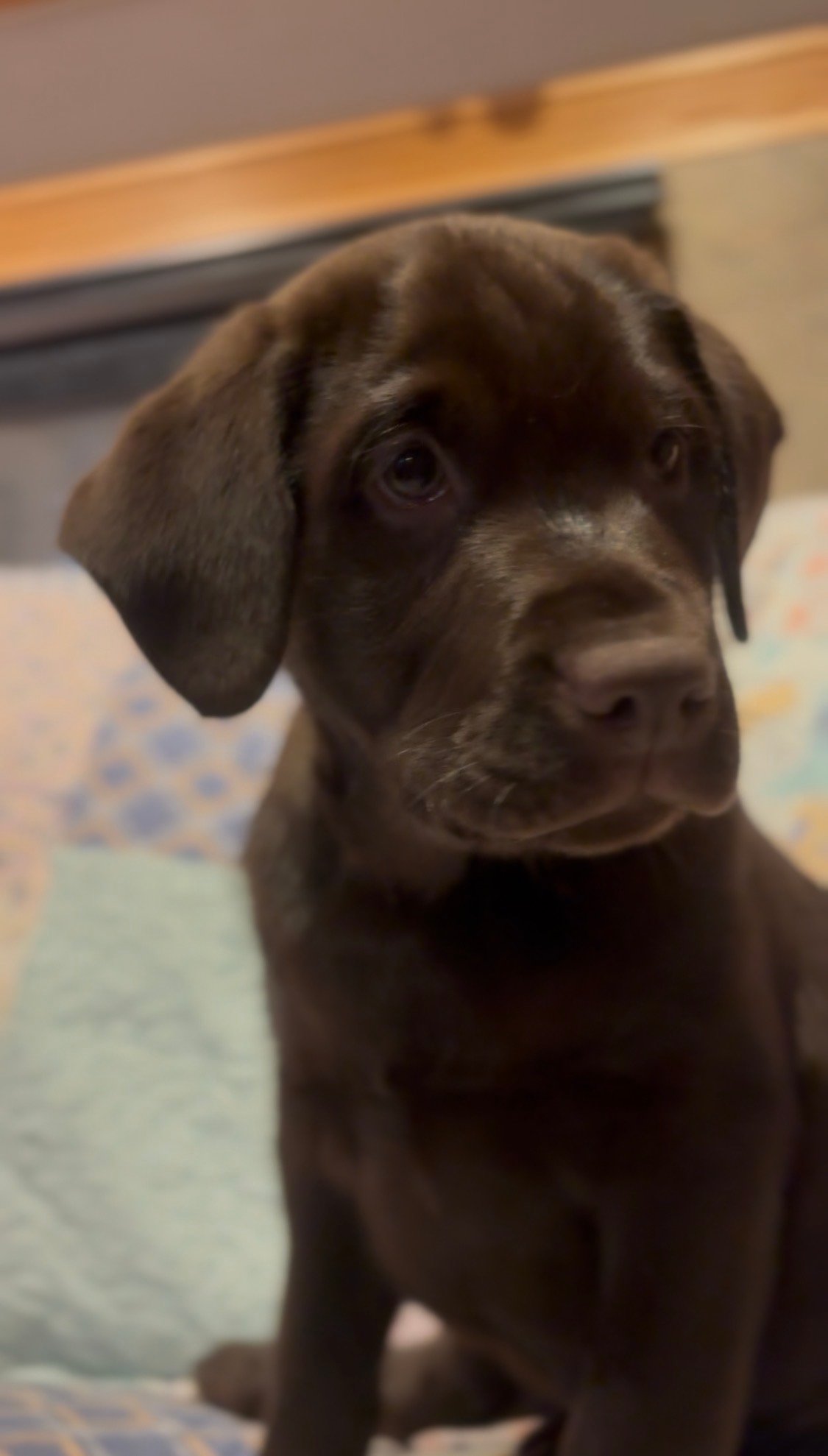 Cornwell Labrador puppy
