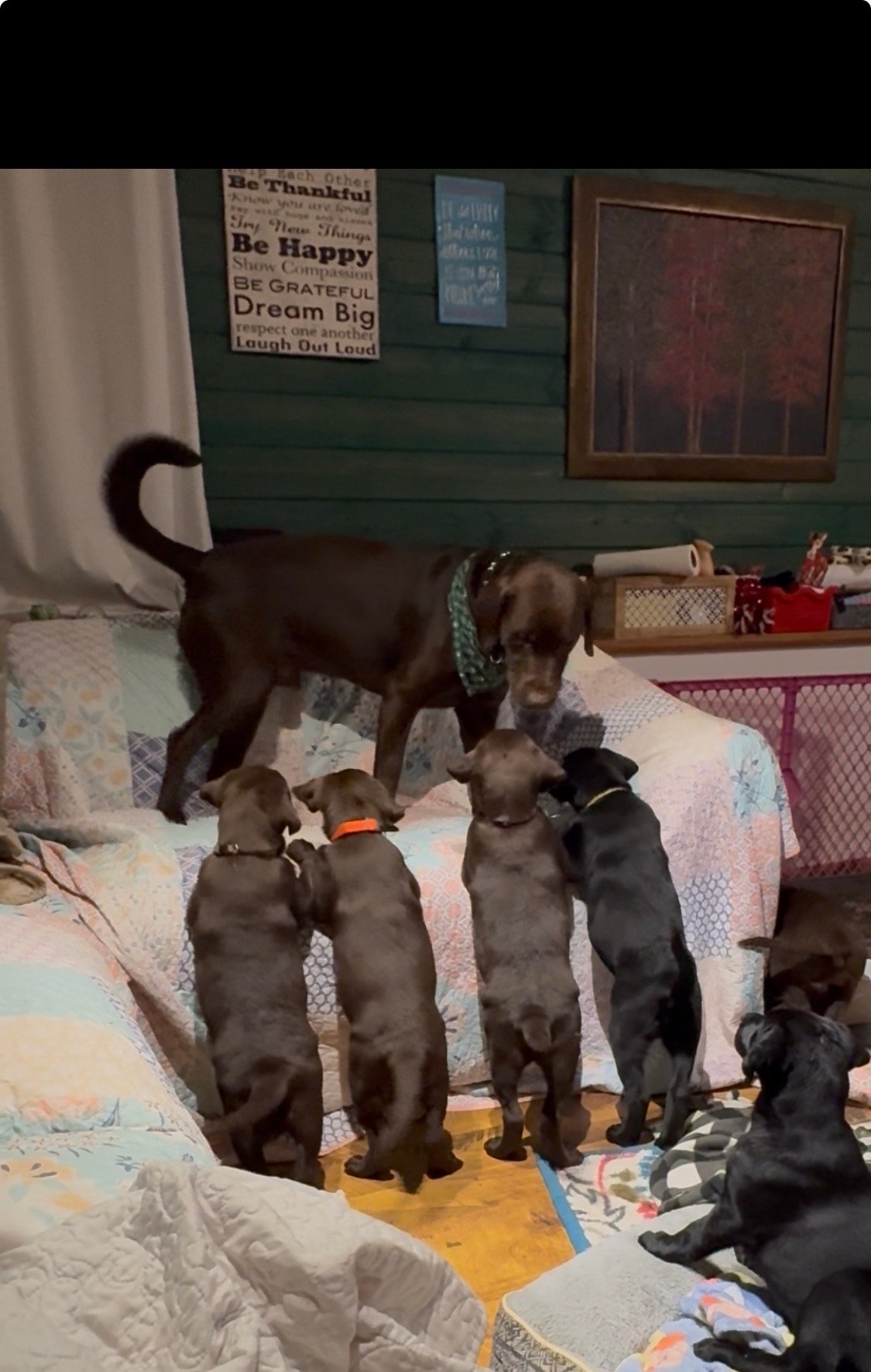 Cornwell Labrador puppy