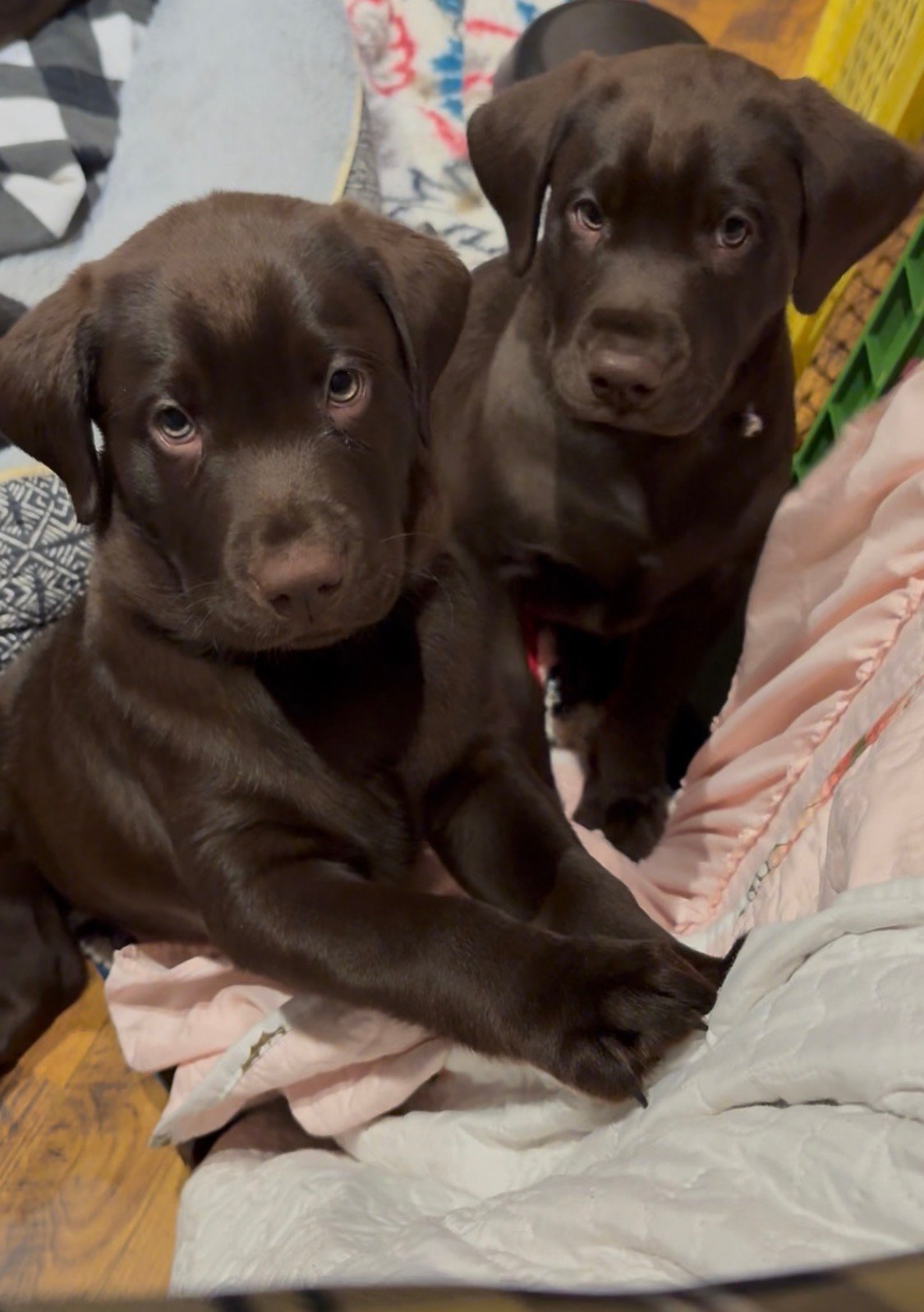 Cornwell Labrador puppy
