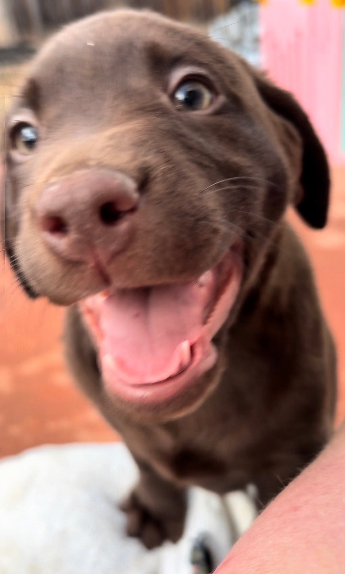 Cornwell Labrador puppy