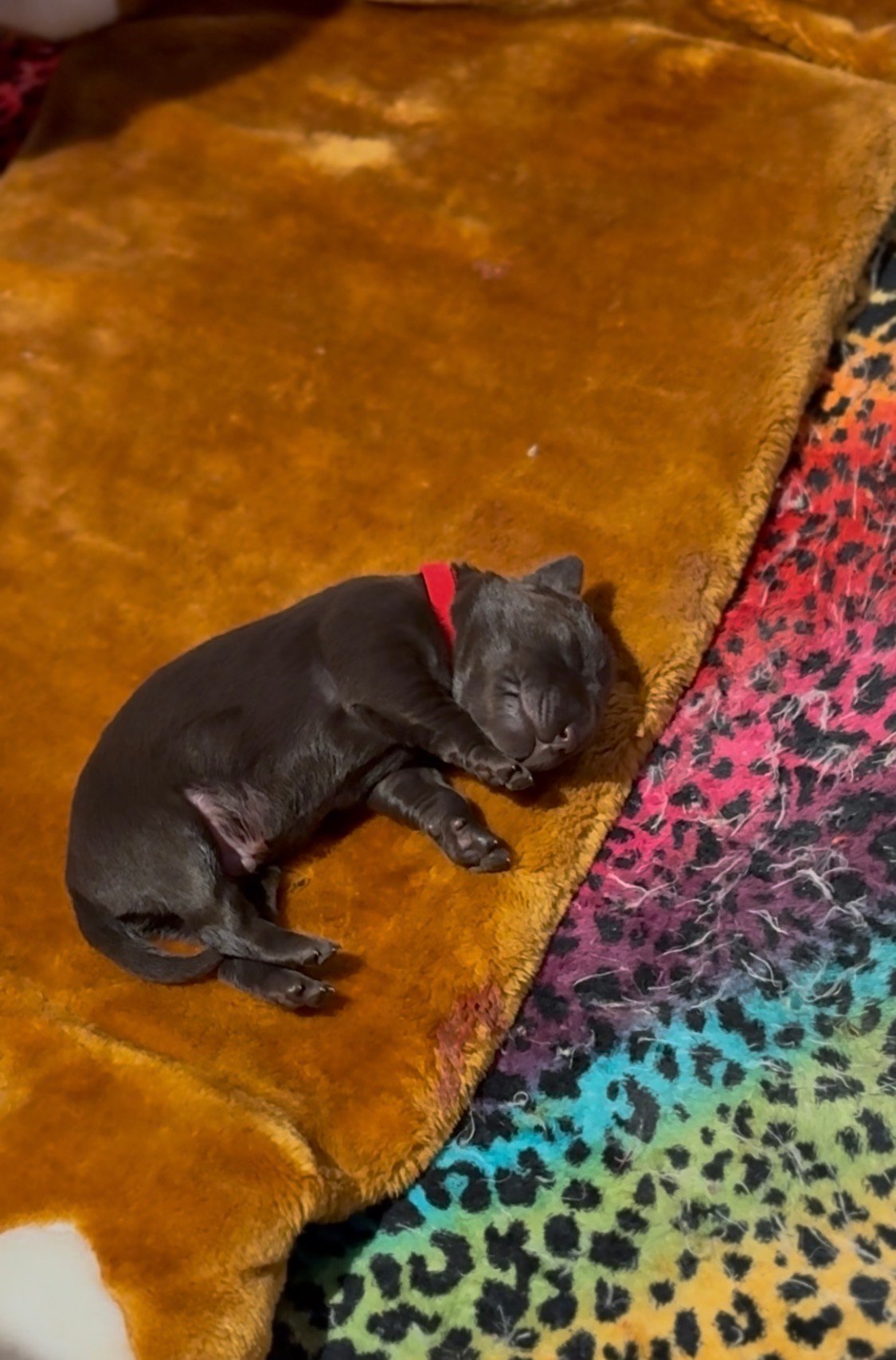 Cornwell Labrador puppy